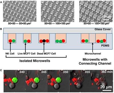Dynamics of Natural Killer Cells Cytotoxicity in <mark class="highlighted">Microwell</mark> Arrays with Connecting Channels